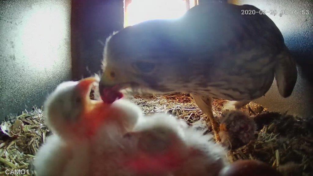 Turmfalke füttert Küken, Vogel-Filme